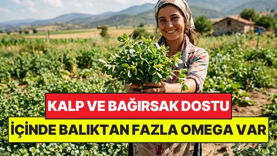 Balıktan Daha Fazla Omega-3 İçeriyor: Sofraların Gizli Süper Gıdası Semizotu görseli