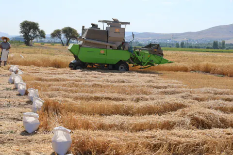 Çankırı'da Kuraklığa Dayanıklı Yeni Buğday Çeşitleri Çiftçilerle Buluştu