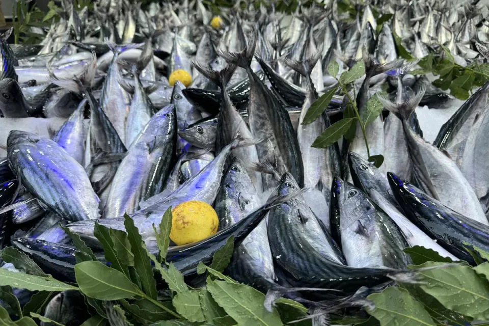 Palamut bolluğu fiyatları yıktı: İstanbul balıkçıları 32 saat avlanmadı görseli