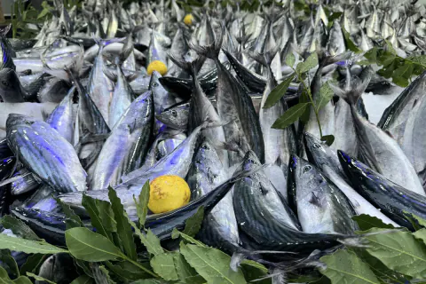 Palamut bolluğu fiyatları yıktı: İstanbul balıkçıları 32 saat avlanmadı