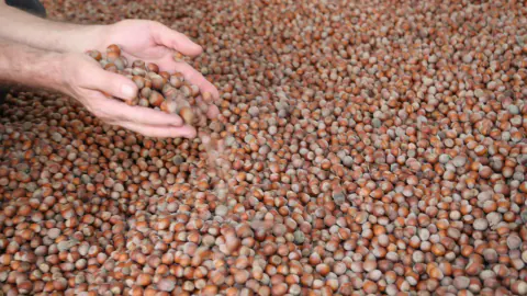 Fındık Hasadında İşçi Hareketliliği Başladı: Alaplı'da Çadırlar Kuruluyor
