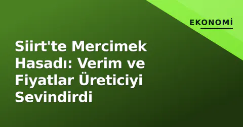 Siirt'te Mercimek Hasadı: Verim ve Fiyatlar Üreticiyi Sevindirdi