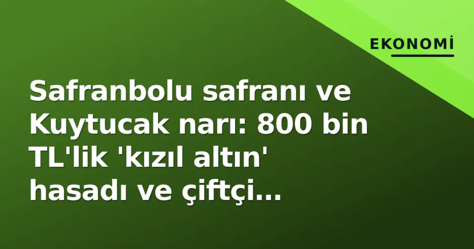 Safranbolu safranı ve Kuytucak narı: 800 bin TL'lik 'kızıl altın' hasadı ve çiftçi cüzdanı gerçeği görseli