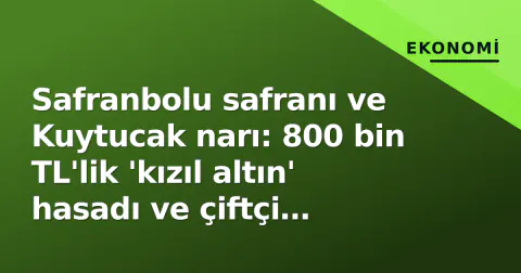 Safranbolu safranı ve Kuytucak narı: 800 bin TL'lik 'kızıl altın' hasadı ve çiftçi cüzdanı gerçeği