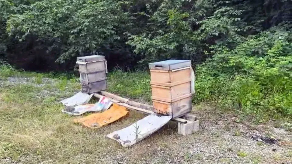 Giresun'da Kahverengi Kokarca İlaçlaması Arıları Vurdu: Üreticiler Alarm Veriyor görseli