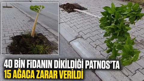 Patnos'ta doğa sabotajı: Yeni dikilen 15 ağaç kırıldı