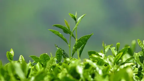 ÇAYKUR İkinci Sürgün Yaş Çay Alımları Başlıyor: Tarih Netleşti