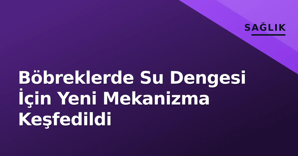 Böbreklerde Su Dengesi İçin Yeni Mekanizma Keşfedildi Böbreklerde Su Dengesi İçin Yeni Mekanizma Keşfedildi