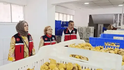 Aydın İnciri'nde toksin ve hijyen denetimleri arttırıldı: İhracat standartları kontrol altına alındı