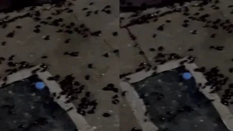 Eskişehir Hatboyu Parkı'nda Hamam Böceği İstilası: Vatandaşlar Tedirgin