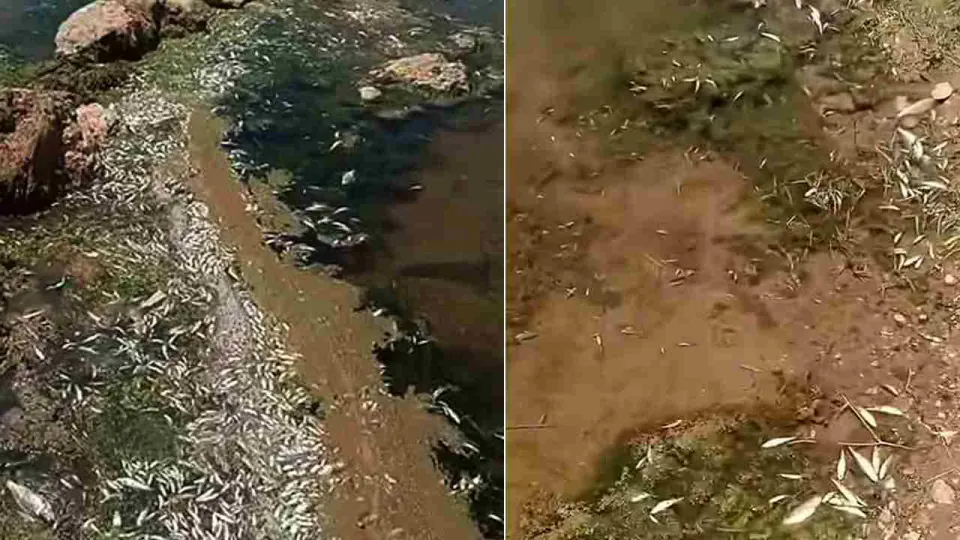 Gaziantep Araban'da Karasu Çayı'nda Toplu Balık Ölümleri görseli