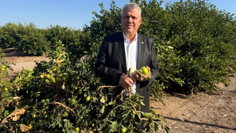 Adana'da limon bahçeleri kökünden kesiliyor: Maliyet satış fiyatını aştı