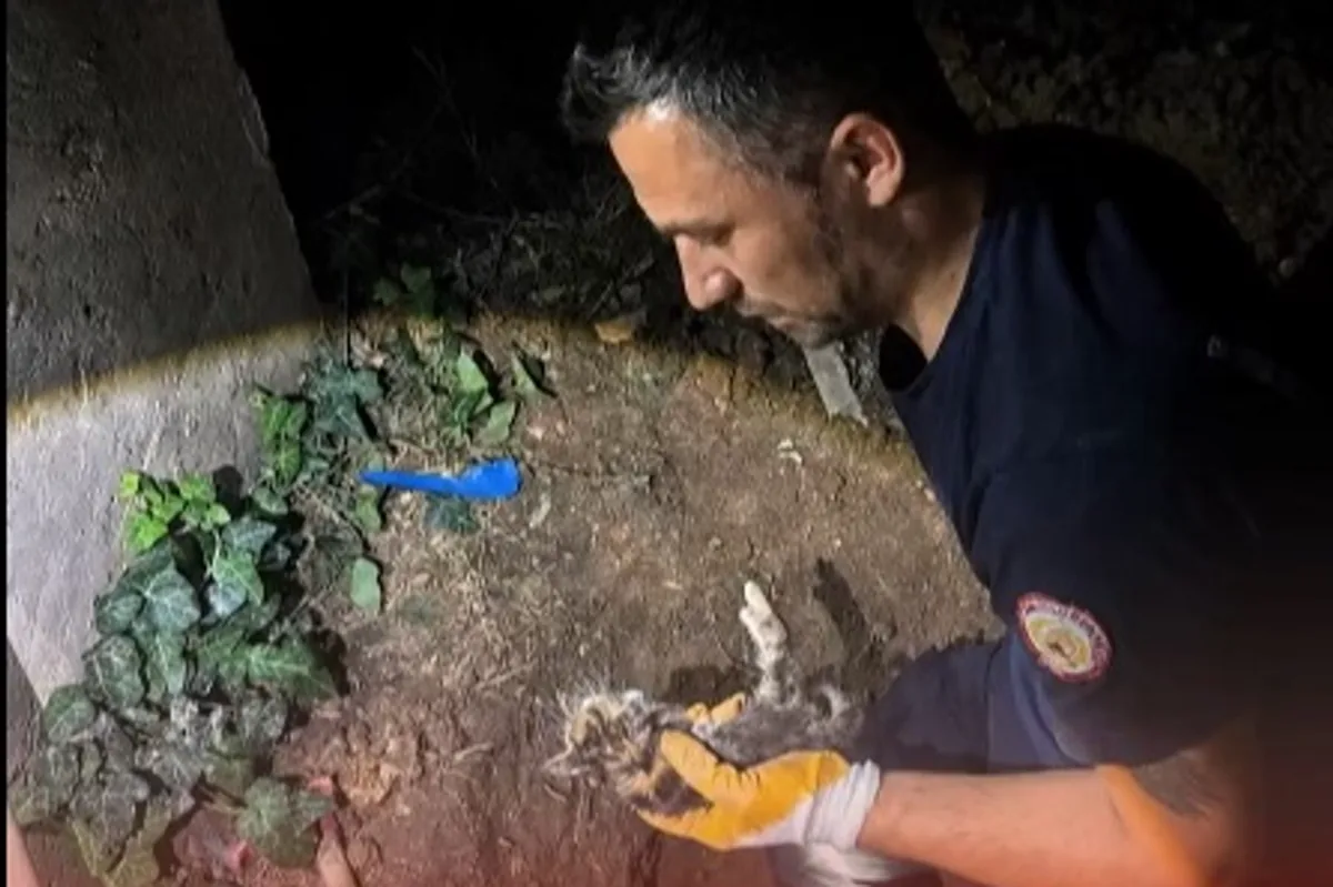 Yalova Armutlu'da Çalılıkta Mahsur Kalan 2 Kedi İtfaiye Tarafından Kurtarıldı Yalova Armutlu'da Çalılıkta Mahsur Kalan 2 Kedi İtfaiye Tarafından Kurtarıldı