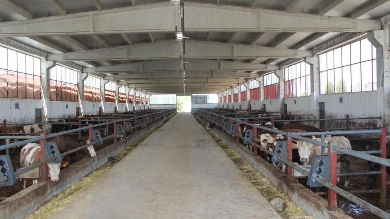 Bingöl'de Modern Besi Çiftliği: 29 Milyonluk Yatırıma Dev Hibe Desteği Bingöl'de Modern Besi Çiftliği: 29 Milyonluk Yatırıma Dev Hibe Desteği