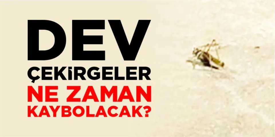 Bilecik'te Görülen Dev Çekirgeler Endişe Yarattı: Ne Zaman Kaybolurlar? görseli