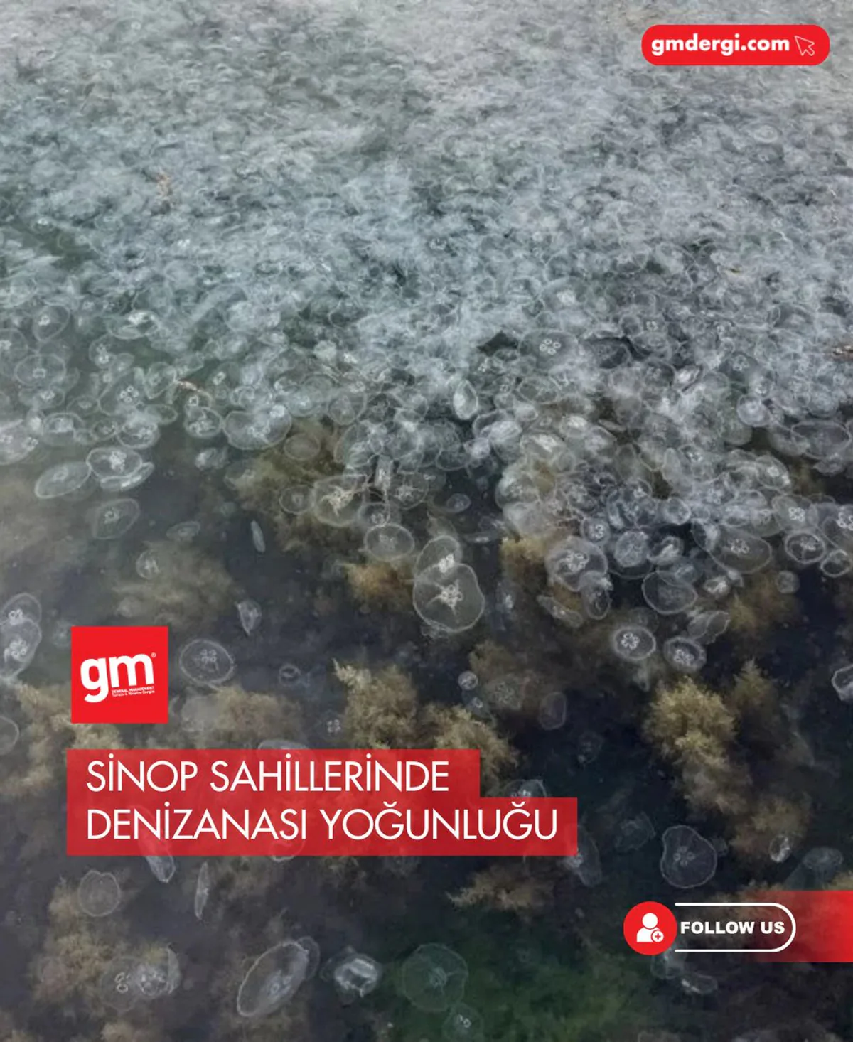 Karadeniz'de Denizanası Popülasyonu Artışı: Bir Ekosistem Krizi ve Çözüm Yolları Karadeniz'de Denizanası Popülasyonu Artışı: Bir Ekosistem Krizi ve Çözüm Yolları