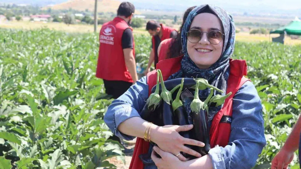 Erzincan'da Gençlerden Tarıma Destek: Patlıcan Hasadında Gönüllü Eli görseli