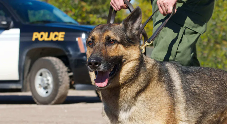 K-9 Birimlerinin Görünmez Kahramanları: Polis Köpeklerinin Dünyası görseli