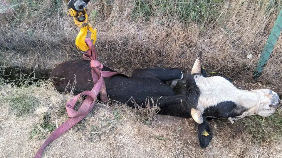 Bolu'da Kanala Düşen İnek Halatlı Operasyonla Kurtarıldı görseli