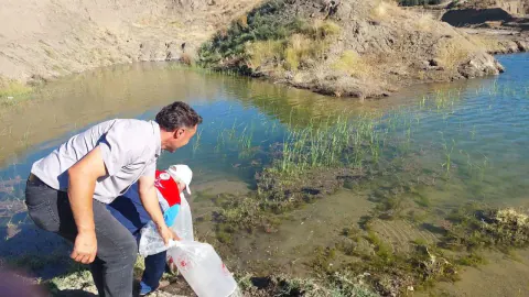 Çorum'da baraj ve göletlere 40 bin yavru balık bırakıldı: Hangi su kaynaklarına?