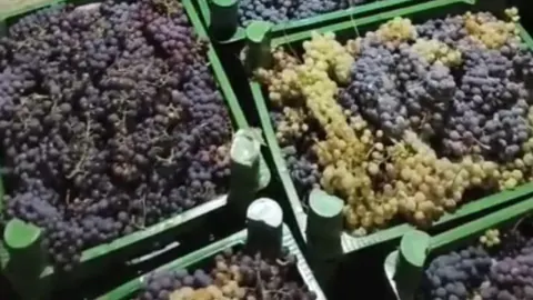 Kırklareli'de üzüm sezonu tam hızda: Çeşitlilik artarken pazarlar renklandi
