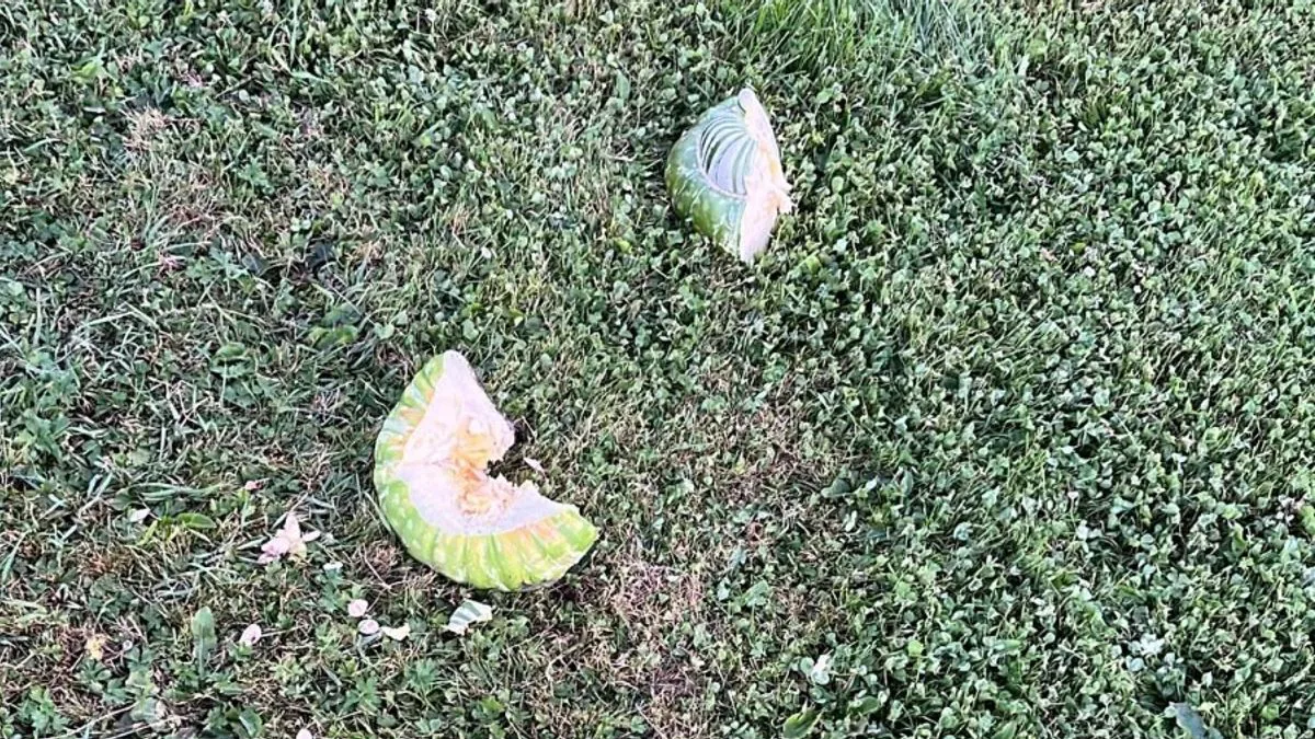 Appelscha'da Yaşlı Çifte 'Banka Görevlisi' Tuzağı: Büyük Vurgun Appelscha'da Yaşlı Çifte 'Banka Görevlisi' Tuzağı: Büyük Vurgun