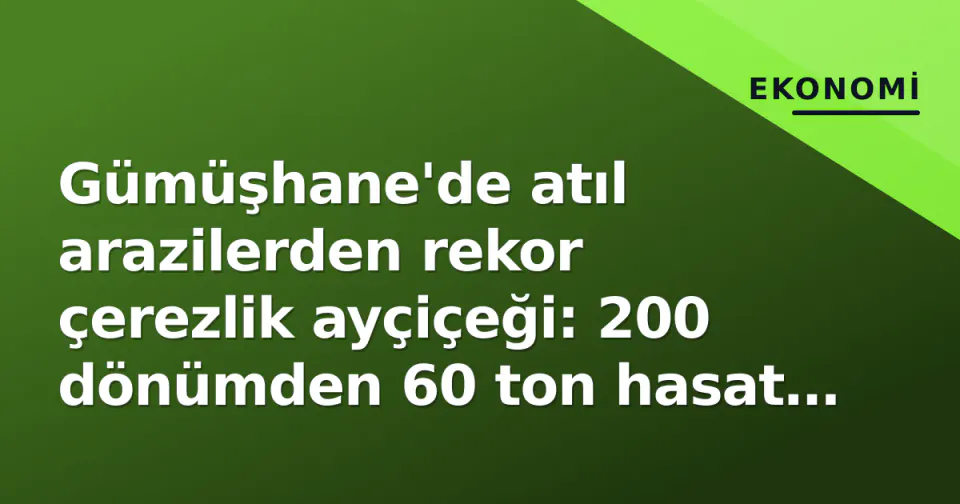 Gümüşhane'de atıl arazilerden rekor çerezlik ayçiçeği: 200 dönümden 60 ton hasat bekleniyor görseli