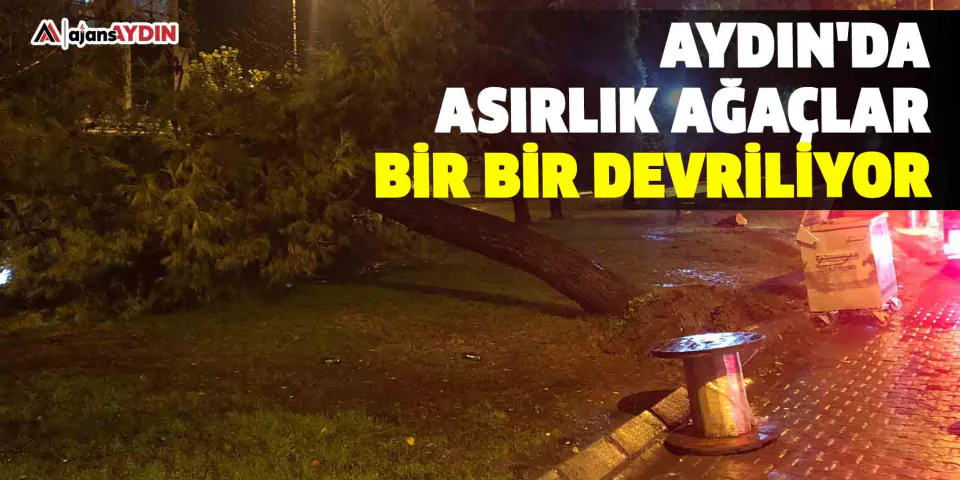 Bartın'da Asırlık Dişbudak Ağacı Beton Kelepçesinden Kurtarıldı görseli