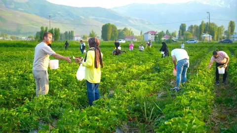 Muş'ta Sıradışı Model: Tarlada Yemek Ücretsiz, Götürmek Ücretli