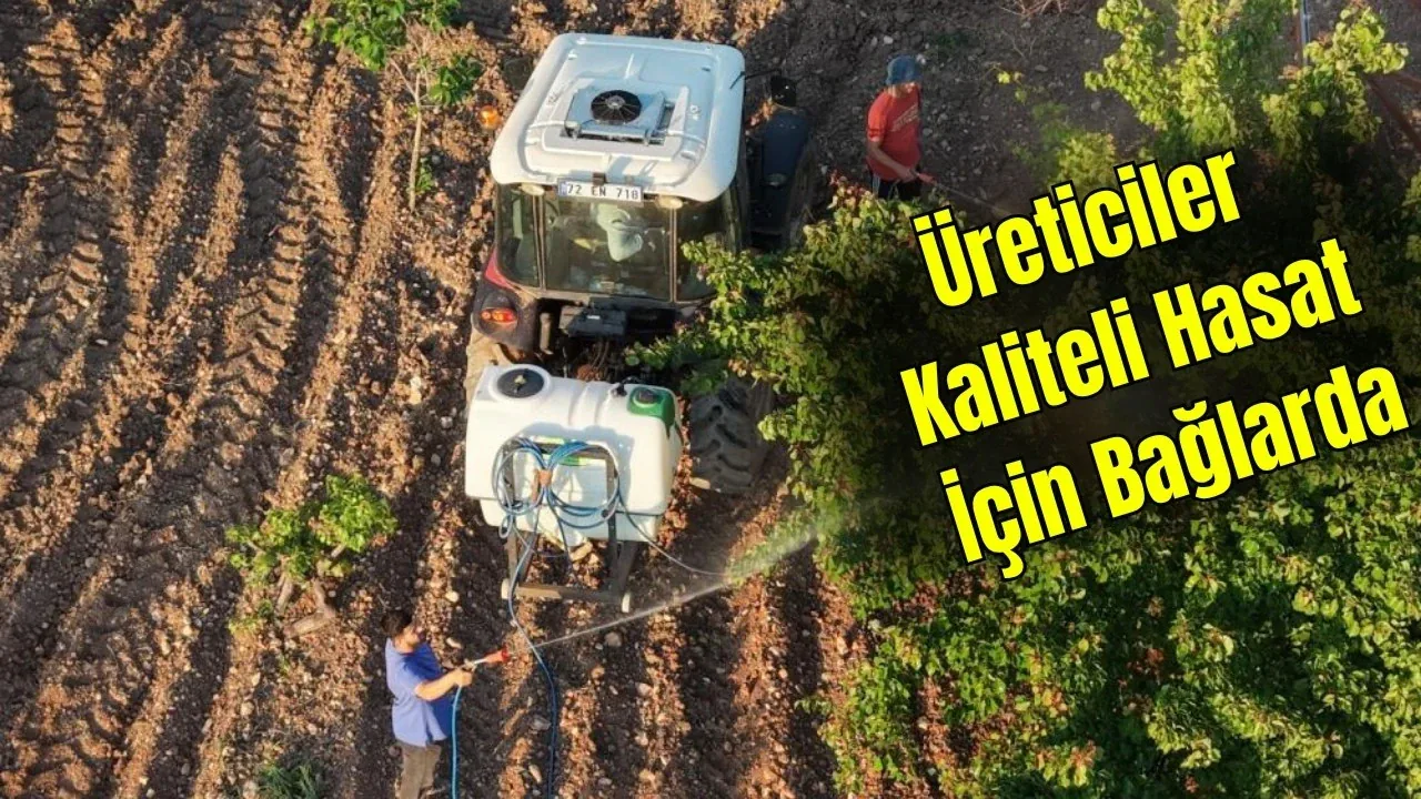 Batman Gercüş'te Üzüm Bağlarında Külleme Alarmı: İlaçlama Mesaisi Başladı Batman Gercüş'te Üzüm Bağlarında Külleme Alarmı: İlaçlama Mesaisi Başladı