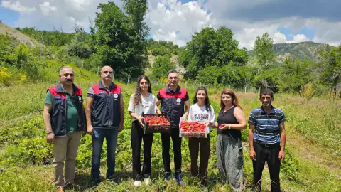 Tunceli'de Kadın Çiftçilerin Albion Çileği Hasadı Başladı
