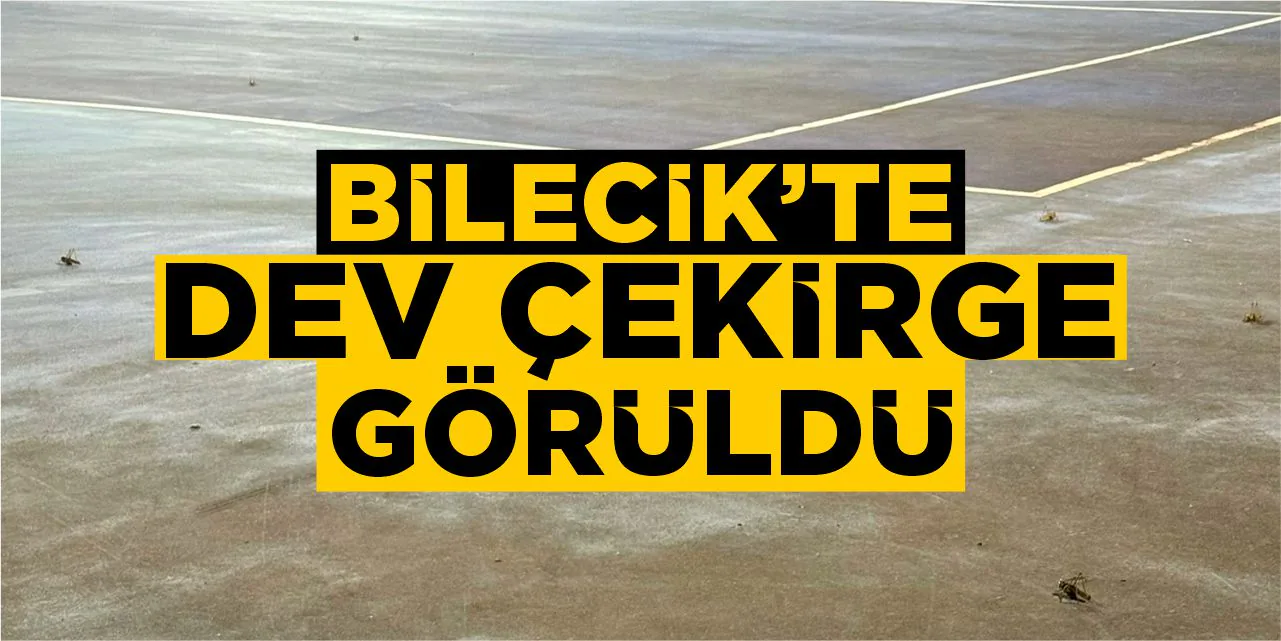 Bilecik'te Dev Çekirge Görüntü Fırtınası: Uzmanlar Uyarıyor Bilecik'te Dev Çekirge Görüntü Fırtınası: Uzmanlar Uyarıyor