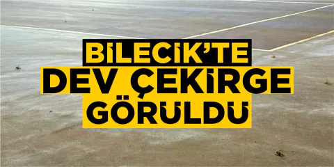 Bilecik'te Dev Çekirge Görüntü Fırtınası: Uzmanlar Uyarıyor