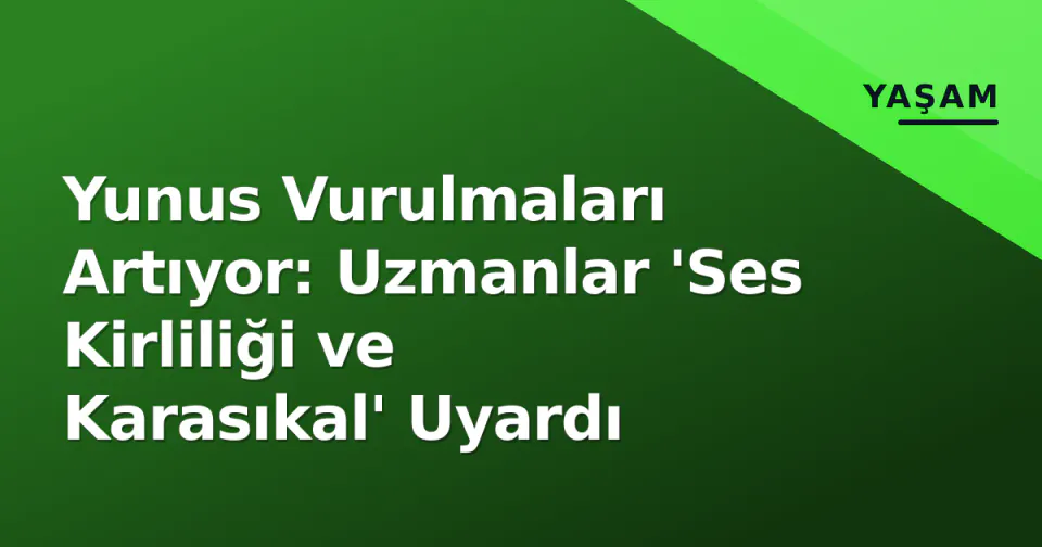 Yunus Vurulmaları Artıyor: Uzmanlar 'Ses Kirliliği ve Karasıkal' Uyardı görseli