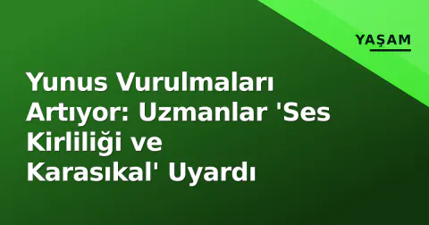 Yunus Vurulmaları Artıyor: Uzmanlar 'Ses Kirliliği ve Karasıkal' Uyardı