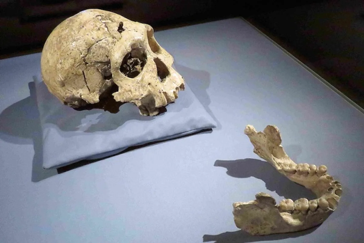 Afrika'dan Çıkışında Yeni Bir Görüş: İlk İnsanın Kimliği Yeniden Değerleniyor Afrika'dan Çıkışında Yeni Bir Görüş: İlk İnsanın Kimliği Yeniden Değerleniyor