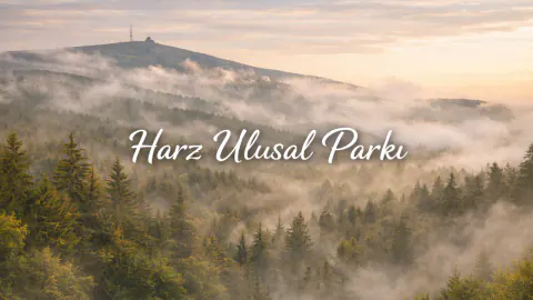 Almanya'nın Doğal Mirası: Müritz Milli Parkı'nın Ekolojik Dünyası