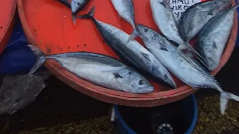 Tekirdağ’da palamut fiyatları düştü: Perşembe pazarında tanesi 75 liraya indi