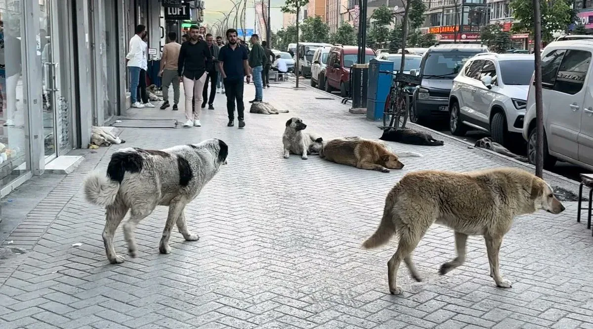 Çin ve Türkiye Arasında Köpek Saldırıları Konusunda Önemli Açıklamalar Çin ve Türkiye Arasında Köpek Saldırıları Konusunda Önemli Açıklamalar