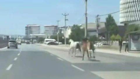 Bursa'da Trafikte Korku Dolu Anlar: Başıboş Atlar Yolu Kaptı