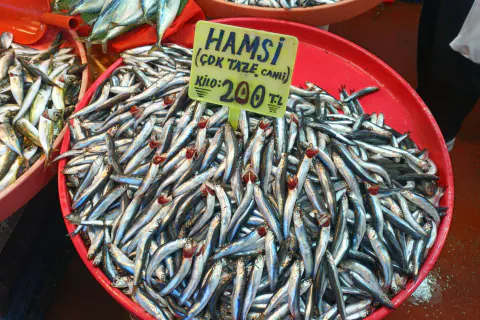 Yalova Balık Pazarı'nda yeni sezon fiyatları: Hamsi 200 TL, Levrek 550 TL