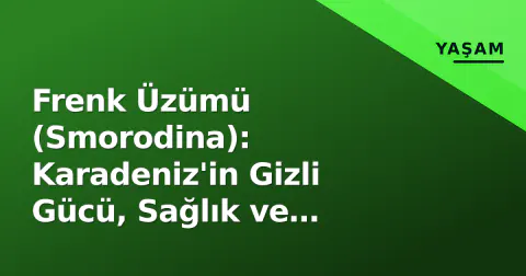 Frenk Üzümü (Smorodina): Karadeniz'in Gizli Gücü, Sağlık ve Ekonomi için Neden Kritikal?