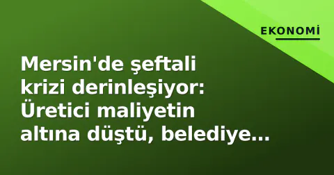 Mersin'de şeftali krizi derinleşiyor: Üretici maliyetin altına düştü, belediye başkanı 'dereye dökün' diye tepki çekti