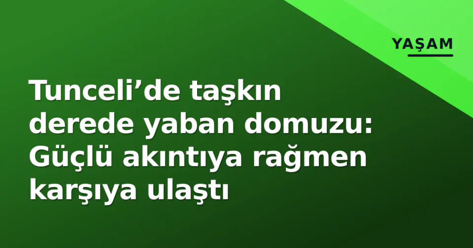 Tunceli’de taşkın derede yaban domuzu: Güçlü akıntıya rağmen karşıya ulaştı görseli