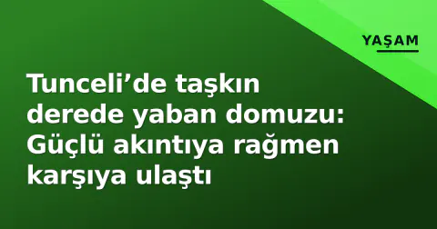 Tunceli’de taşkın derede yaban domuzu: Güçlü akıntıya rağmen karşıya ulaştı