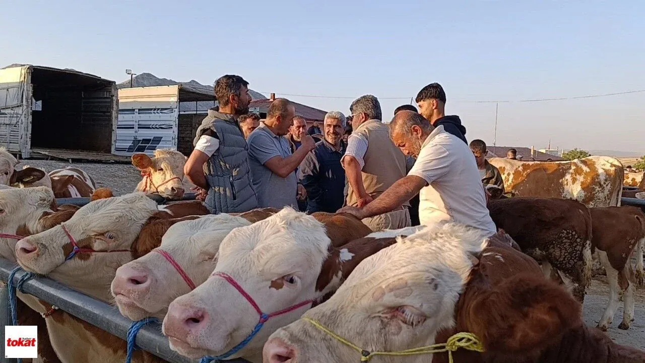 Sorgun Hayvan Pazarı'nda Fiyatlar Düştü: Besicilerden Alım Tavsiyesi Sorgun Hayvan Pazarı'nda Fiyatlar Düştü: Besicilerden Alım Tavsiyesi