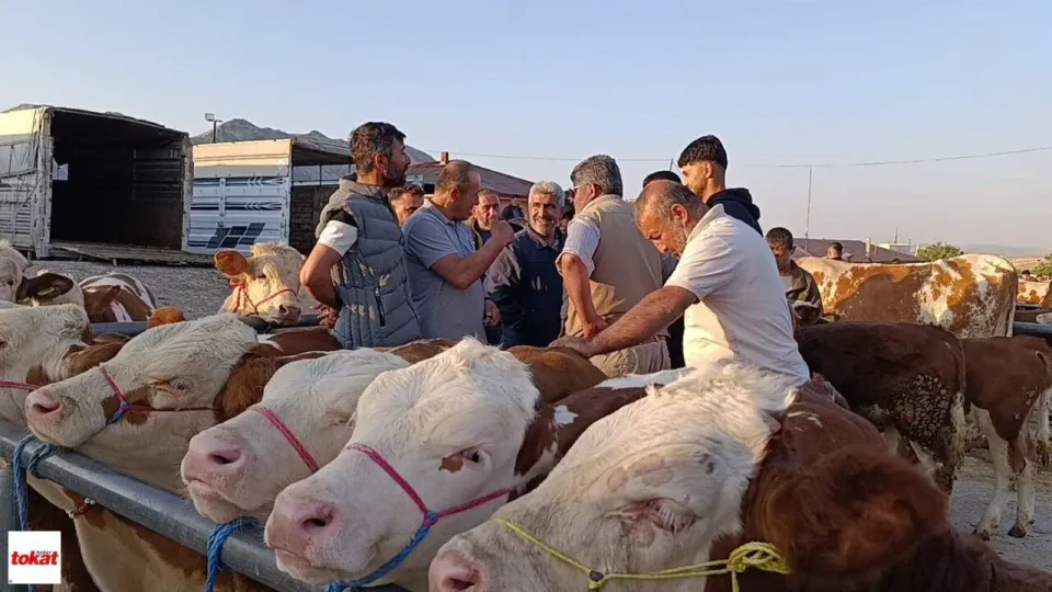 Sorgun Hayvan Pazarı'nda Fiyatlar Düştü: Besicilerden Alım Tavsiyesi görseli