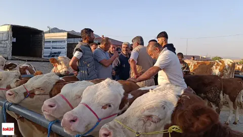 Sorgun Hayvan Pazarı'nda Fiyatlar Düştü: Besicilerden Alım Tavsiyesi Sorgun Hayvan Pazarı'nda Fiyatlar Düştü: Besicilerden Alım Tavsiyesi