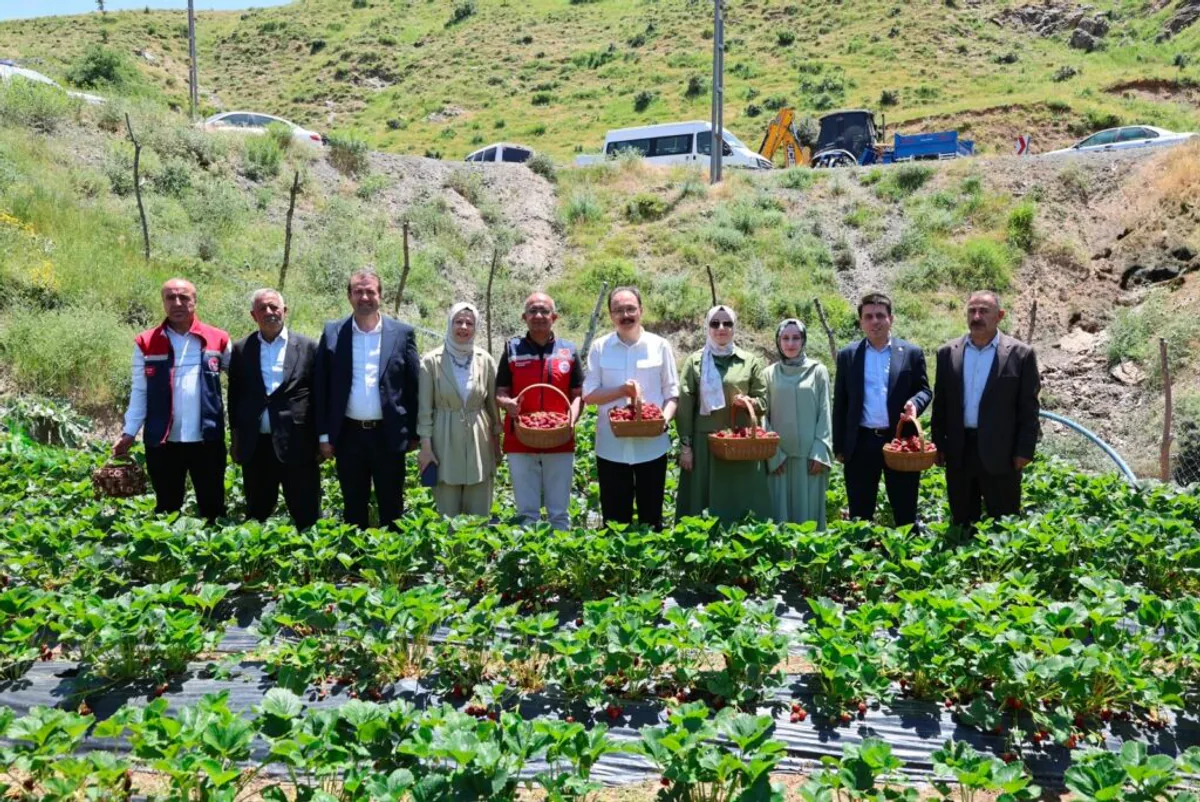 Siirt Şirvan'da Çilek Hasadı Başladı: Kadın Kooperatifleri Üretime Damga Vuruyor Siirt Şirvan'da Çilek Hasadı Başladı: Kadın Kooperatifleri Üretime Damga Vuruyor