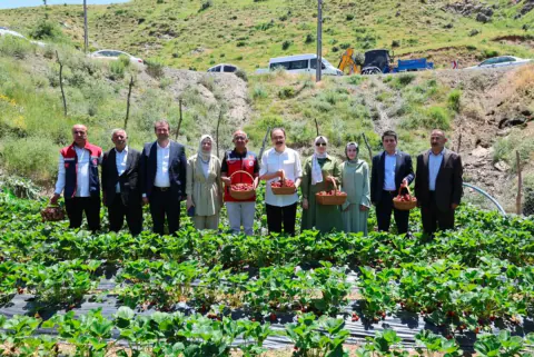 Siirt Şirvan'da Çilek Hasadı Başladı: Kadın Kooperatifleri Üretime Damga Vuruyor